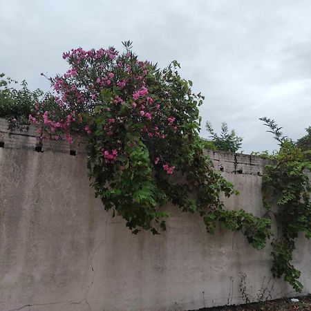 Le Clos Des Coquelicots Toulouse Buitenkant foto